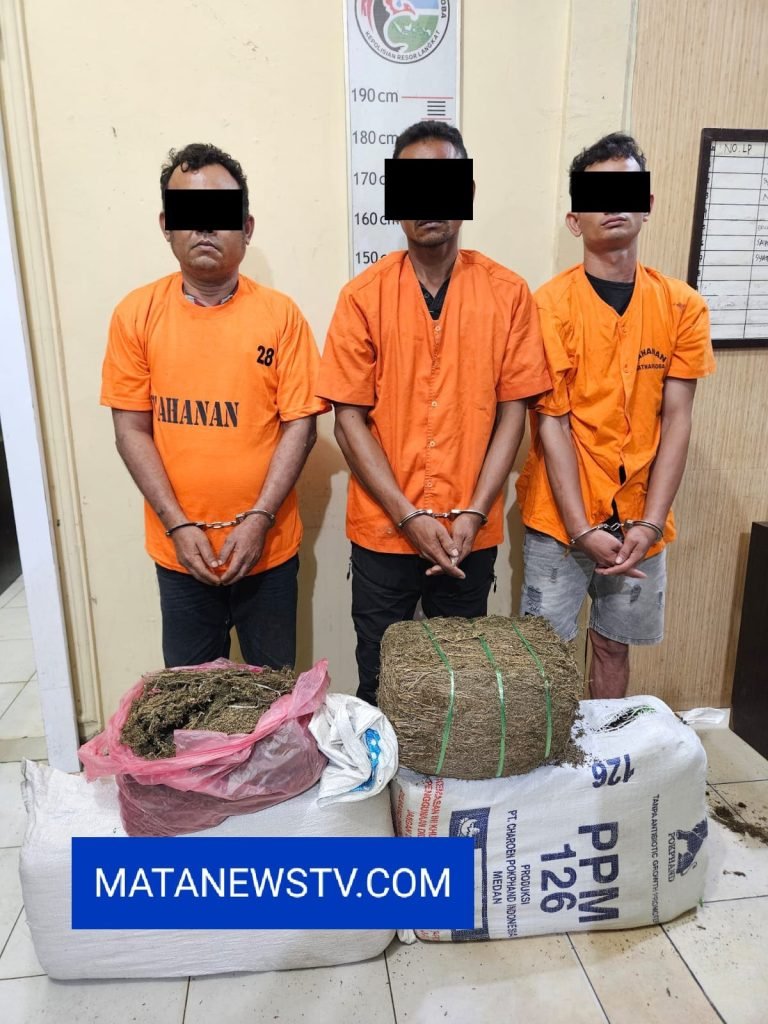 Sat Narkoba Polres Langkat Berhasil Amankan Tersangka dan 32 Kg Ganja