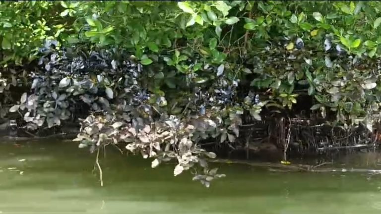 Presiden BHI Minta Bertanggung Jawab Terkait Pencemaran Laut Belawan