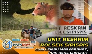 Curi Lembu Masyarakat, Pria Asal Langkat Di Tangkap Polres Tebing Tinggi