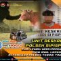 Curi Lembu Masyarakat, Pria Asal Langkat Di Tangkap Polres Tebing Tinggi