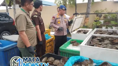 Tim Intelair Polda Sumut Sita 1.600 Ekor Ketam Tapak Kuda di Serdang Bedagai