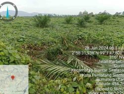 Diduga Ditemani Penggarap Baru, Kelompok Tiomerli Sitinjak Rusak Tanaman Sawit Milik PTPN IV