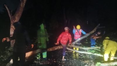 Hujan Deras dan Angin Kencang, Pohon Tumbang di Jalan Proklamasi Stabat, Lalu Lintas Sempat Tersendat
