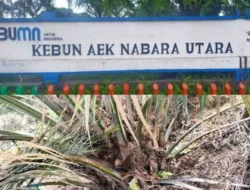 Ribuan Pohon Kelapa Sawit Muda di Kebun Aek Nabara Utara Terancam Mati Akibat Kurangnya Perawatan