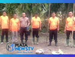 Polsek Bosar Maligas Dukung Ketahanan Pangan dengan Penanaman Jagung di Lahan Kosong