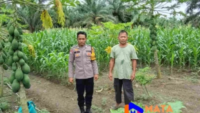 Dukung Program Ketahanan Pangan, Polsek Labuhan Ruku Sambangi Petani Jagung di Batubara