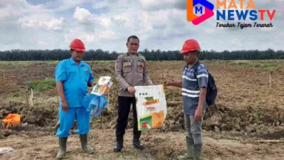 Dukung Ketahanan Pangan, Polsek Lima Puluh Pantau Lahan Jagung di Perkebunan Dolok
