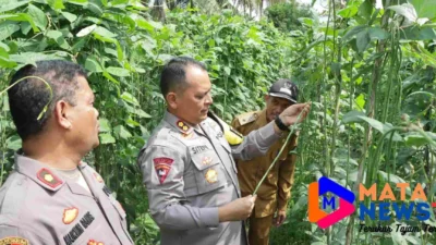 Polres Serdang Bedagai Luncurkan Program Ketahanan Pangan dengan Pembagian Bibit Cabai di Desa Suka Sari