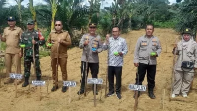 Polsek Seunagan Bersama Forkopimcan Tanam Jagung Serentak