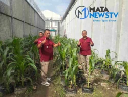 Lapas Kelas I Medan Luncurkan Program Budidaya Cabai Rawit dan Jagung untuk Warga Binaan