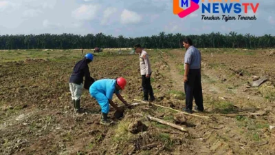 Polres Batu Bara Cek Lahan Jagung untuk Dukung Ketahanan Pangan
