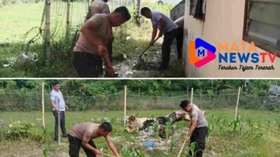 Usai Amankan Ibadah Minggu, Polsek Onanrunggu Lanjutkan Penyiangan Tanaman Jagung