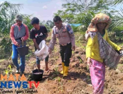 Personel Polsek Indrapura Koordinasi dan Cek Lahan Pekarangan Ketapang untuk Ketahanan Pangan