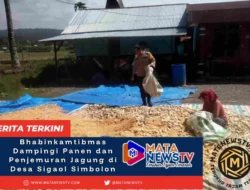 Bhabinkamtibmas Polsek Palipi Dampingi Petani Desa Sigaol Simbolon Panen dan Penjemuran Jagung Selama 3 Hari