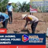 Polres Labuhanbatu Tanam Jagung di Perkebunan PT. Siringo Ringo Dukung Ketahanan Pangan Nasional 202...