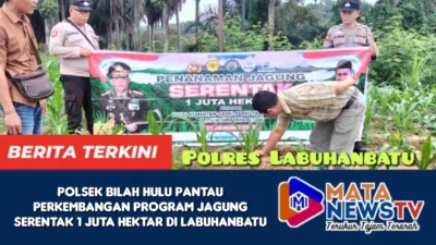 Polsek Bilah Hulu Pantau Perkembangan Program Jagung Serentak 1 Juta Hektar di Labuhanbatu