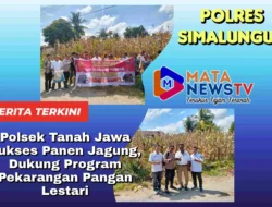 Polsek Tanah Jawa Sukses Panen Jagung, Dukung Program Pekarangan Pangan Lestari