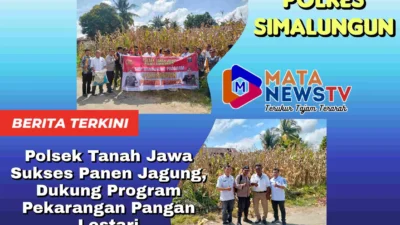 Polsek Tanah Jawa Sukses Panen Jagung, Dukung Program Pekarangan Pangan Lestari