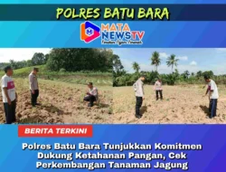 Polres Batu Bara Tunjukkan Komitmen Dukung Ketahanan Pangan, Cek Perkembangan Tanaman Jagung