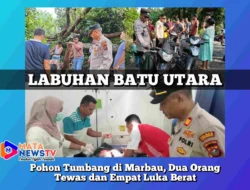 Pohon Tumbang di Marbau, Dua Orang Tewas dan Empat Luka Berat