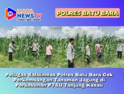 Petugas Satbinmas Polres Batu Bara Cek Perkembangan Tanaman Jagung di Perkebunan PTSU Tanjung Kasau