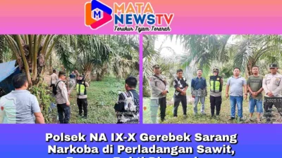 Polsek NA IX-X Gerebek Sarang Narkoba di Perladangan Sawit, Barang Bukti Diamankan