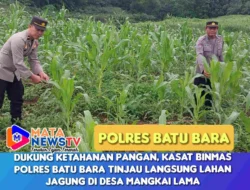 Dukung Ketahanan Pangan, Kasat Binmas Polres Batu Bara Tinjau Langsung Lahan Jagung di Desa Mangkai Lama