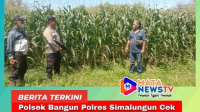 Polsek Bangun Polres Simalungun Cek Tanaman Jagung, Dukung Ketahanan Pangan Nasional