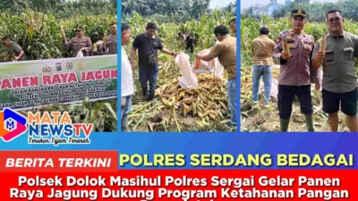 Polsek Dolok Masihul Polres Sergai Gelar Panen Raya Jagung Dukung Program Ketahanan Pangan Pemerintah