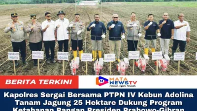 Kapolres Sergai Bersama PTPN IV Kebun Adolina Tanam Jagung 25 Hektare Dukung Program Ketahanan Pangan Presiden Prabowo-Gibran