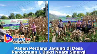 Panen Perdana Jagung di Desa Pardomuan I, Bukti Nyata Sinergi Bhabinkamtibmas dan Warga Samosir Dukung Ketahanan Pangan