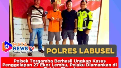 Polsek Torgamba Berhasil Ungkap Kasus Penggelapan 27 Ekor Lembu, Pelaku Diamankan di Tebing Tinggi