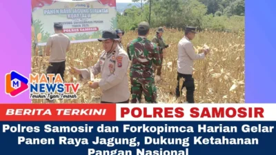 Polres Samosir dan Forkopimca Harian Gelar Panen Raya Jagung, Dukung Ketahanan Pangan Nasional