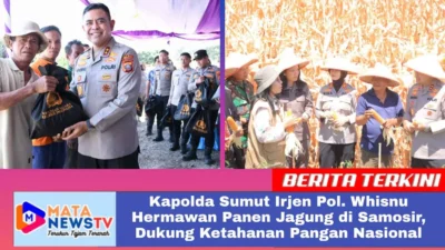 Kapolda Sumut Irjen Pol. Whisnu Hermawan Panen Jagung di Samosir, Dukung Ketahanan Pangan Nasional