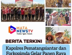 Kapolres Pematangsiantar dan Forkopimda Gelar Panen Raya Jagung Kuartal II