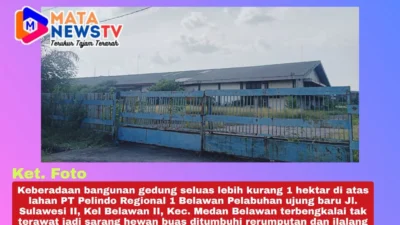 Gedung di Lahan Pelindo Ujung Baru Belawan Terbengkalai, Jadi Sarang Hewan Buas