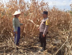 Dukung Ketahanan Pangan, Polsek Siantar Marihat Sambangi Warga Tanami Jagung