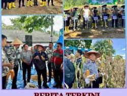 Kalapas Kotapinang Dampingi Kapolres Labuhanbatu Selatan di Panen Raya Jagung Kuartal II Dalam Mendukung Swasembada Pangan