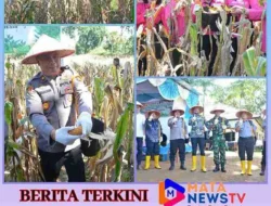 Kapolres Labusel Dan Forkopimda Laksanakan Panen Raya Jagung Serentak Kuartal II Di PT Lonsum Indonesia Estate 