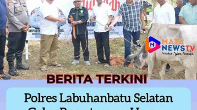 Polres Labuhanbatu Selatan Gelar Pemotongan Hewan Qurban Idul Adha 1446 H, 12 Ekor Disalurkan ke Warga