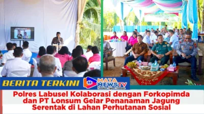 Polres Labusel Kolaborasi dengan Forkopimda dan PT Lonsum Gelar Penanaman Jagung Serentak di Lahan Perhutanan Sosial