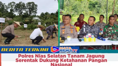 Polres Nias Selatan Tanam Jagung Serentak Dukung Ketahanan Pangan Nasional