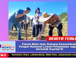 Polsek Bilah Hulu Dukung Swasembada Pangan Nasional Lewat Penanaman Jagung Serentak Kuartal III