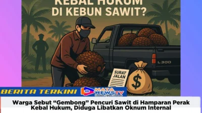 Warga Sebut “Gembong” Pencuri Sawit di Hamparan Perak Kebal Hukum, Diduga Libatkan Oknum Internal