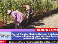 Polsek Siantar Marihat Dukung Ketahanan Pangan, Sambangi Warga yang Tanam Jagung di Simarimbun