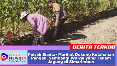 Polsek Siantar Marihat Dukung Ketahanan Pangan, Sambangi Warga yang Tanam Jagung di Simarimbun