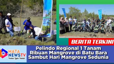 Pelindo Regional 1 Tanam Ribuan Mangrove di Batu Bara Sambut Hari Mangrove Sedunia