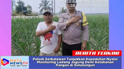 Polsek Serbalawan Tunjukkan Kepedulian Nyata: Monitoring Ladang Jagung Demi Ketahanan Pangan di Simalungun