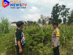 Polsek Siantar Utara Apresiasi Warga Manfaatkan Lahan Kosong untuk Tanam Jagung
