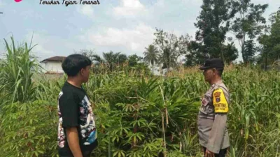 Polsek Siantar Utara Apresiasi Warga Manfaatkan Lahan Kosong untuk Tanam Jagung
